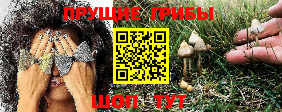 Псилоцибиновые грибы MAGIC MUSHROOMS  Вход с VPN  Тара  Псилоцибиновые грибы прущие грибы 